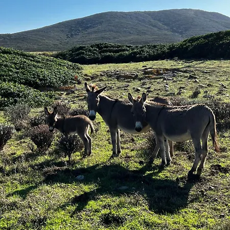 Apartamento Dolce Valledoria (Sardinia)
